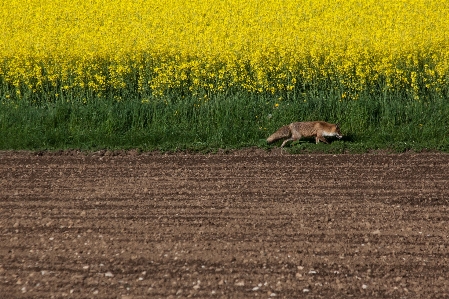 Natur anlage feld prärie
 Foto