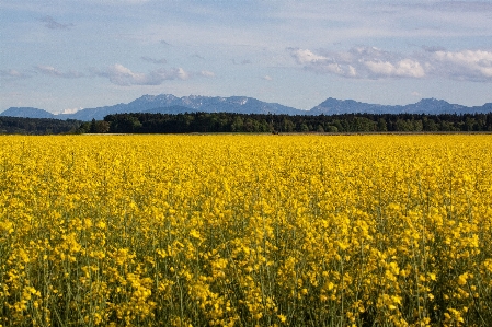 Landscape forest plant sky Photo