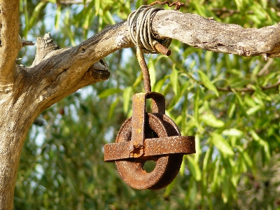 Tree branch wood antique Photo