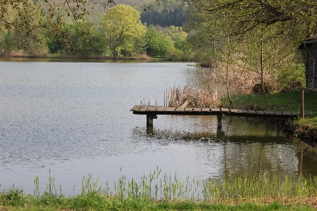 Foto árvore água natureza pântano
