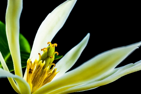 Nature branch blossom plant Photo