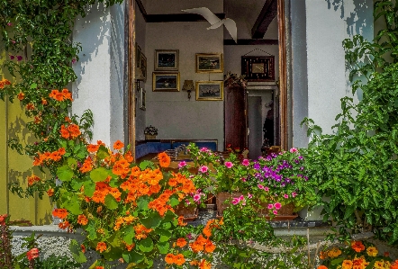 自然 建築 植物 花 写真