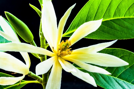 Nature branch blossom plant Photo