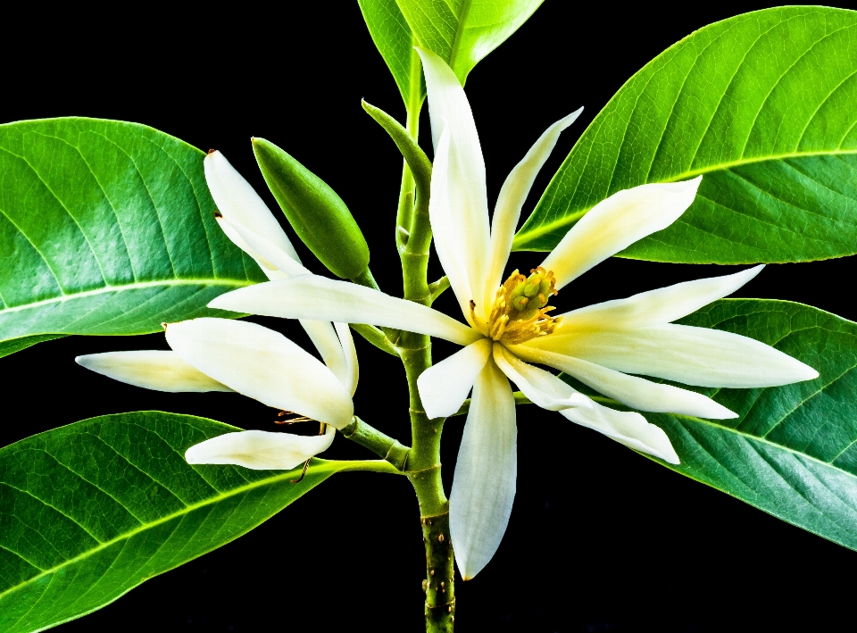 Tree branch blossom plant