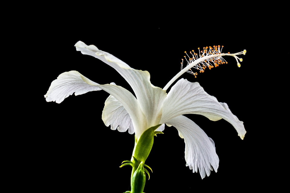 Fleurir usine blanc fleur