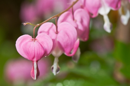 Blossom plant leaf flower Photo