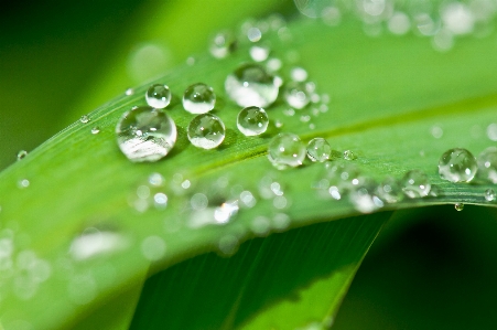 Water nature grass drop Photo