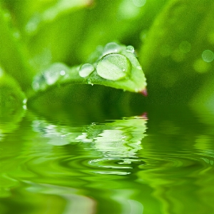 Water nature grass drop Photo