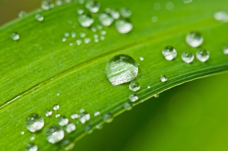 Water nature grass drop Photo