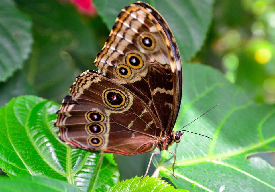 Nature aile fleur animal