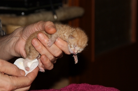 Hand puppy leg pet Photo