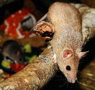 Branch mouse cute wildlife Photo