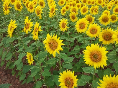 自然 植物 分野 花 写真