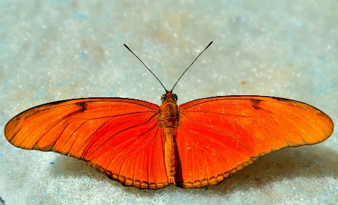 Wing leaf flower petal Photo