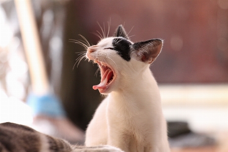 Photo Animal chaton chat mammifère