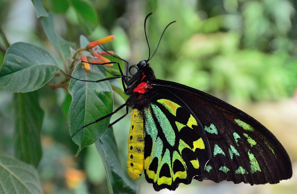 Nature wing leaf flower