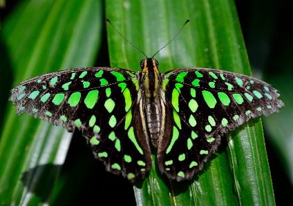 Nature wing leaf flower Photo