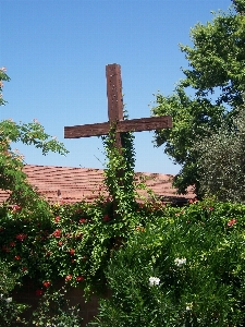 Outdoor wood flower overgrown Photo