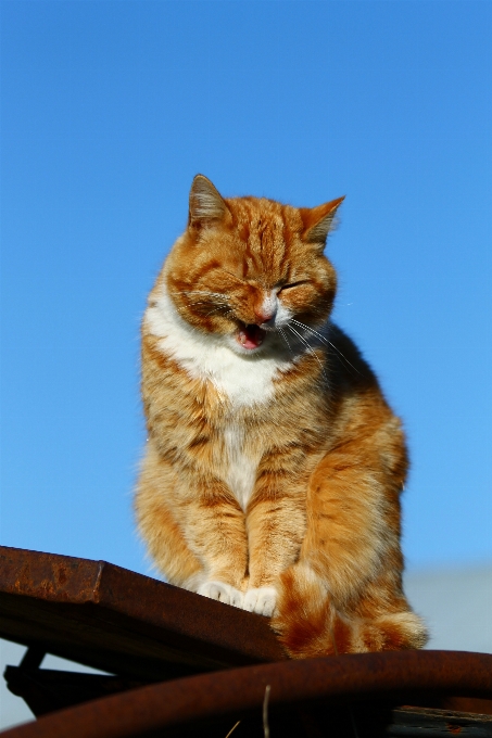 Duveteux chaton chat mammifère