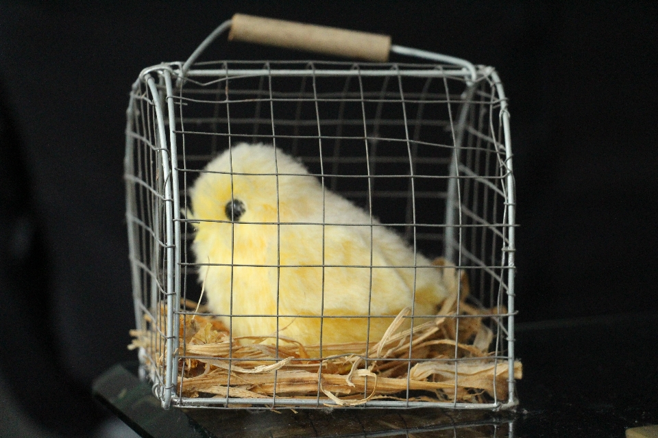 Bird decoration young black