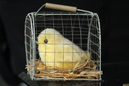 Bird decoration young black Photo