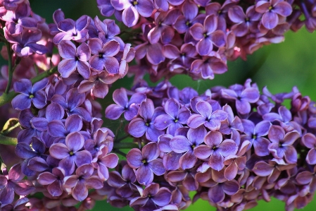 Nature blossom light plant Photo