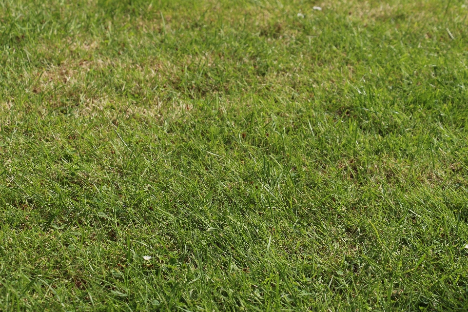 Grass structure plant field