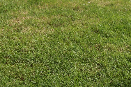 Grass structure plant field Photo