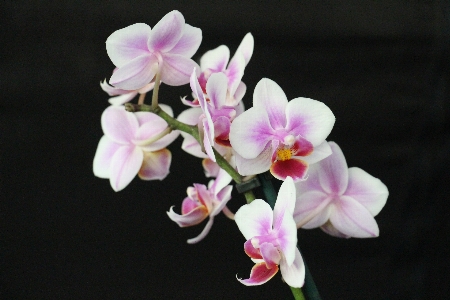 Blossom plant white flower Photo