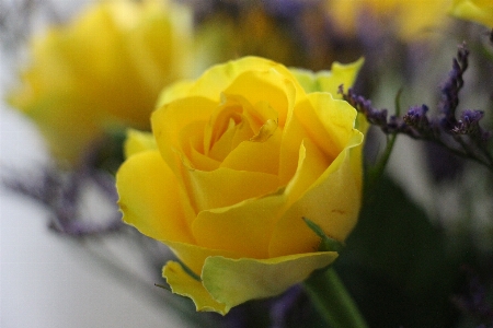 花 植物 花弁 咲く 写真