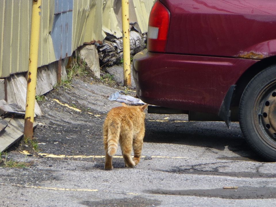 Walking car animal pet