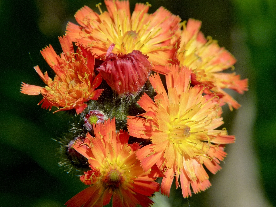 Nature fleurir usine prairie
