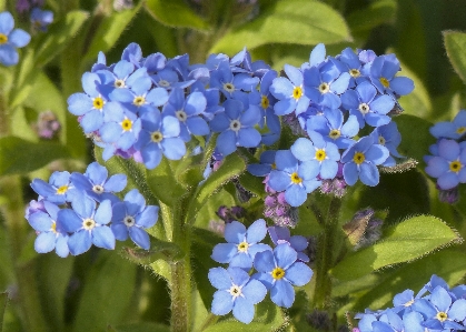 Nature plant bunch meadow Photo