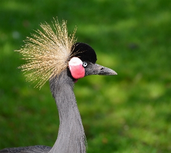 Bird wildlife beak fauna Photo