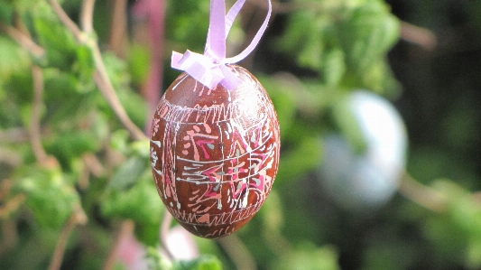 Branch plant leaf flower Photo