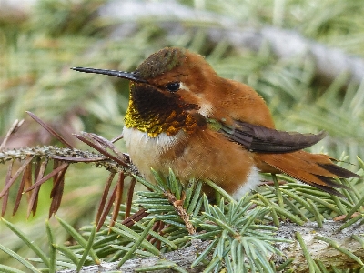 Natur zweig vogel männlich Foto