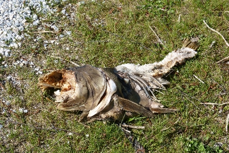 Foto Margasatwa fauna busuk
 bangkai
