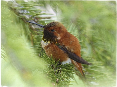 Natur zweig vogel männlich Foto