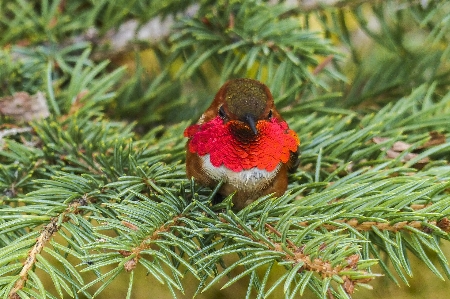 Tree nature branch bird Photo