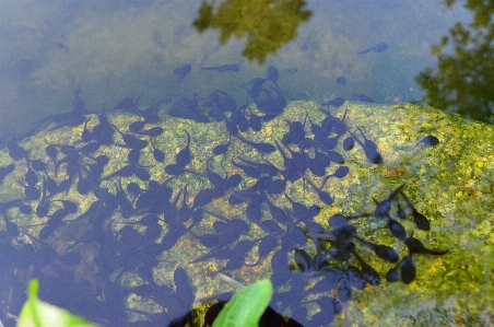 Water flower pond underwater Photo