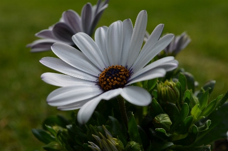 Foto Natureza grama florescer plantar