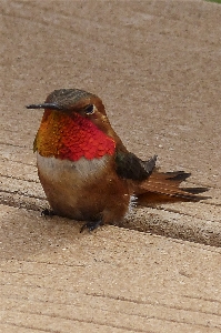 Nature bird male wildlife Photo