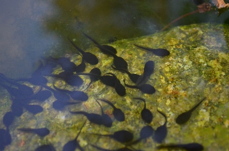 Water leaf flower pond Photo