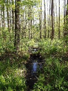 Nature forest creek swamp Photo