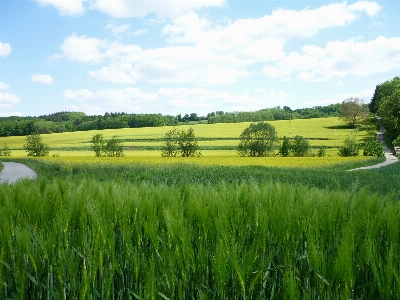 Landscape tree nature forest Photo