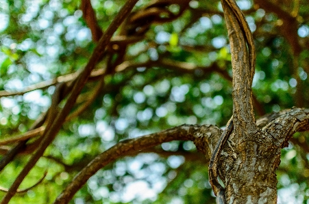 Tree nature forest branch Photo