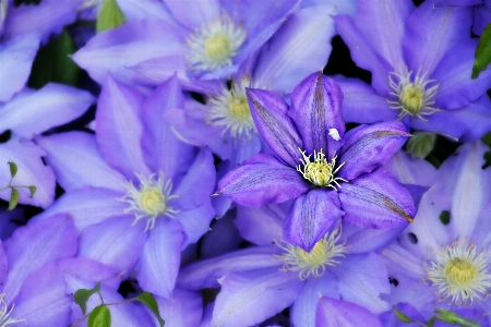 Blossom plant flower petal Photo