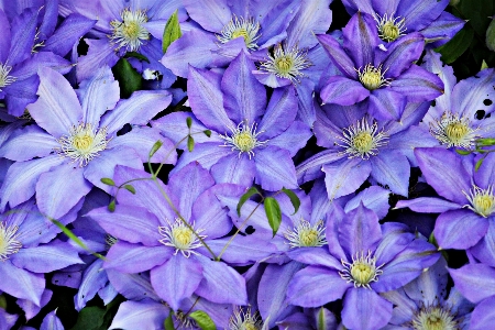 Nature blossom plant flower Photo