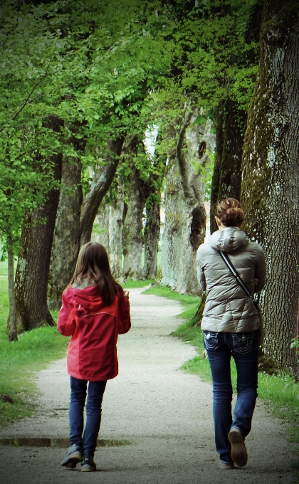 árvore floresta andando caminhada
