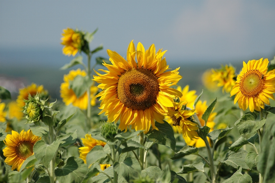 Usine champ prairie
 fleur